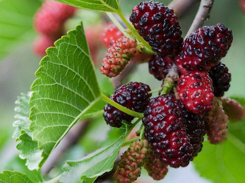 Шелковица купить саженцы из питомнике в Азове