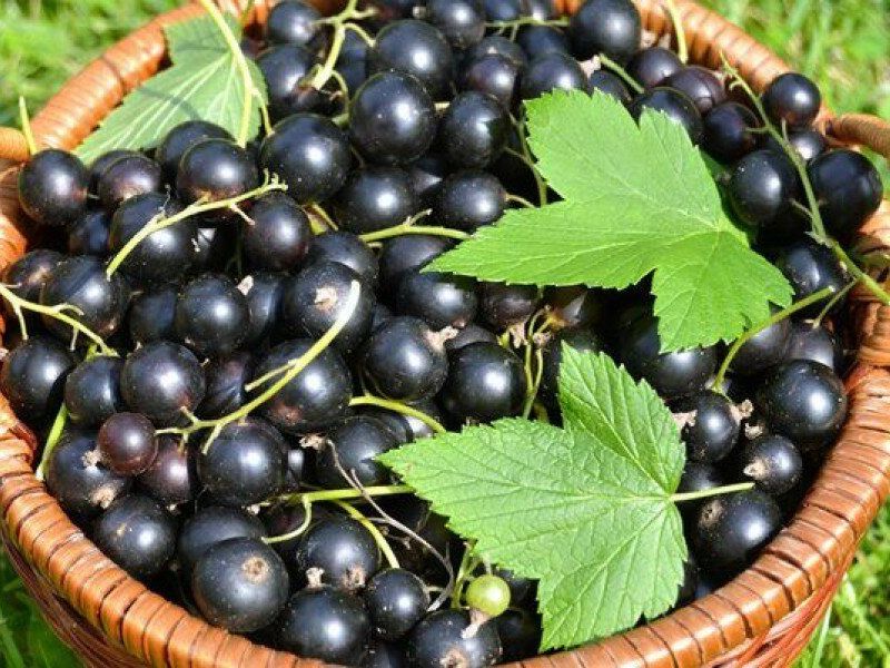 Смородина купить саженцы из питомника в Азове