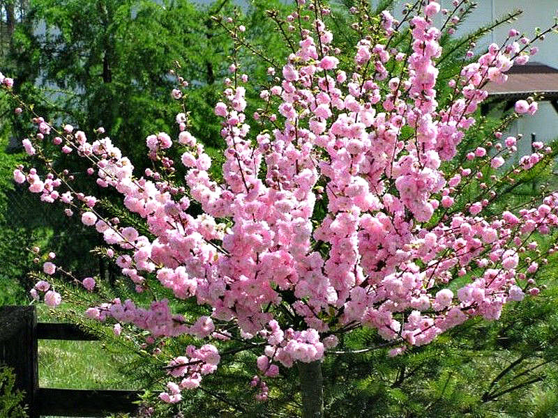 Миндаль купить саженцы из питомника в Азове