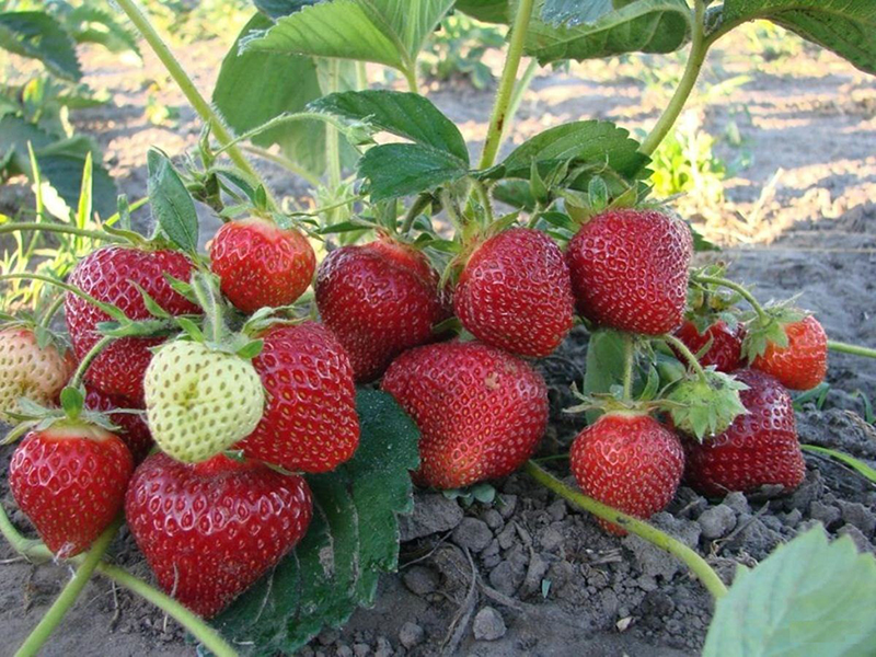 Клубника купить саженцы из питомника в Азове