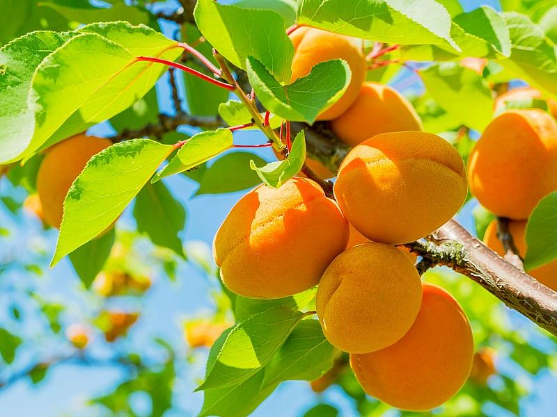 Абрикос купить саженцы из питомнике в Азове