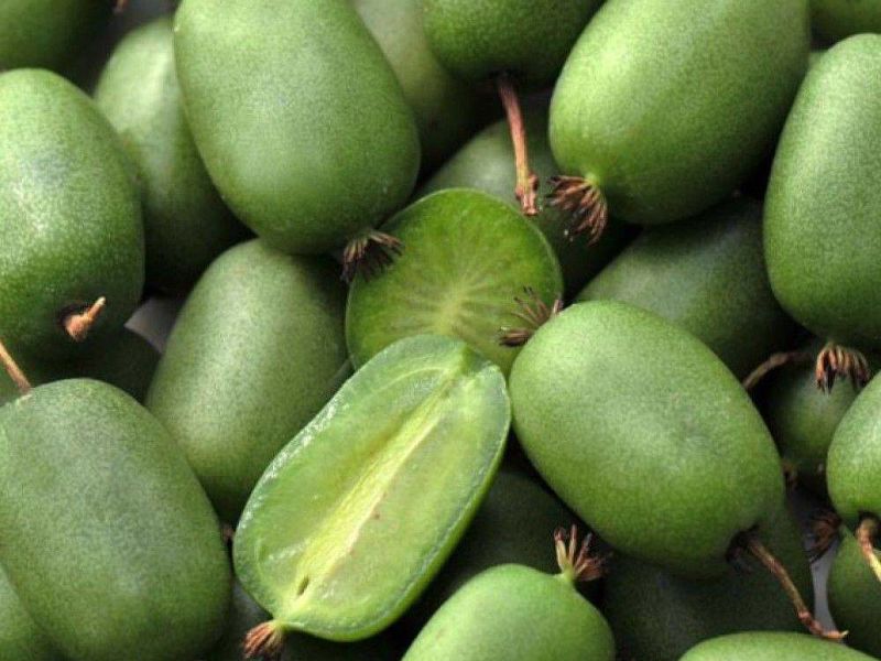 Актинидия купить саженцы из питомнике в Азове