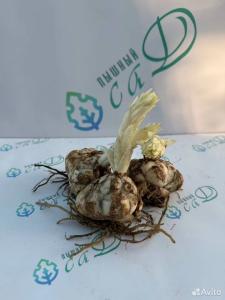 Лилия "СВИТ САРРЕНДЕР" 3 штуки (размер 18/20)