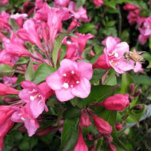 ВЕЙГЕЛА "МИНУЭТ"