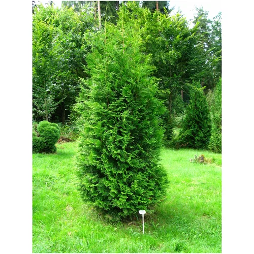 Туя Смарагд 1 м