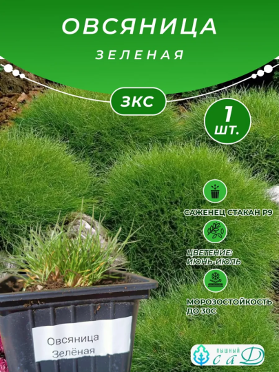 Овсяница Зеленая саженец ЗКС