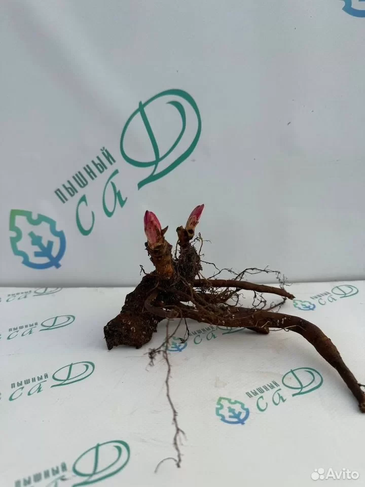 Пион "ЛЕМОН ШИФОН"