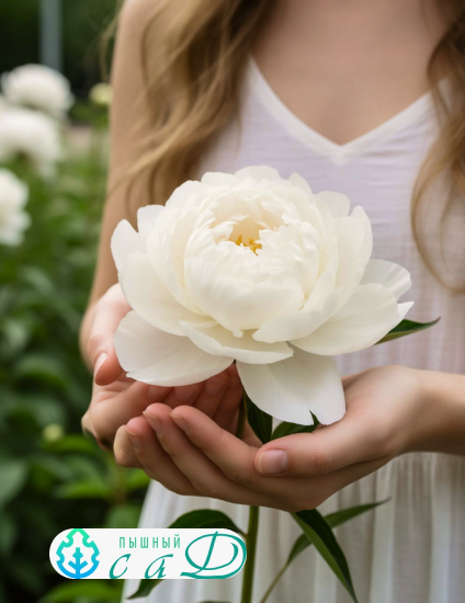 Пион "УАЙТ"