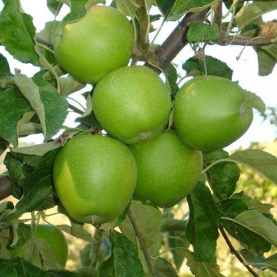 Яблоня "ГРЕННИ СМИТ"